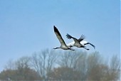Fenomen migrujących ptaków: żurawie obierają kurs na Meklemburgię - Pomorze Przednie